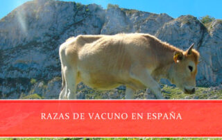 Razas de vacuno en España